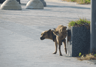 Commercial Dog Poo Removal 4 11zon
