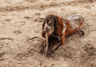 Dog Poo Removal for Parks 5 11zon