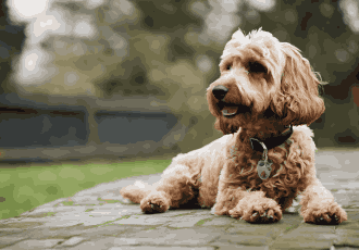 Residential Dog Poo Removal 1 11zon